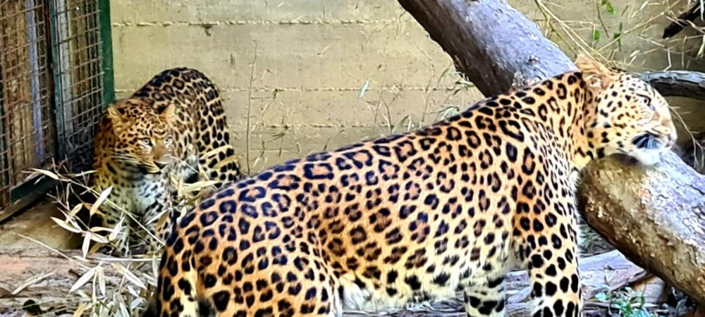 U Zagreb stigla rijetka atraktivna mačka:  Kineska leopardica Odilia oduševila Tadzika