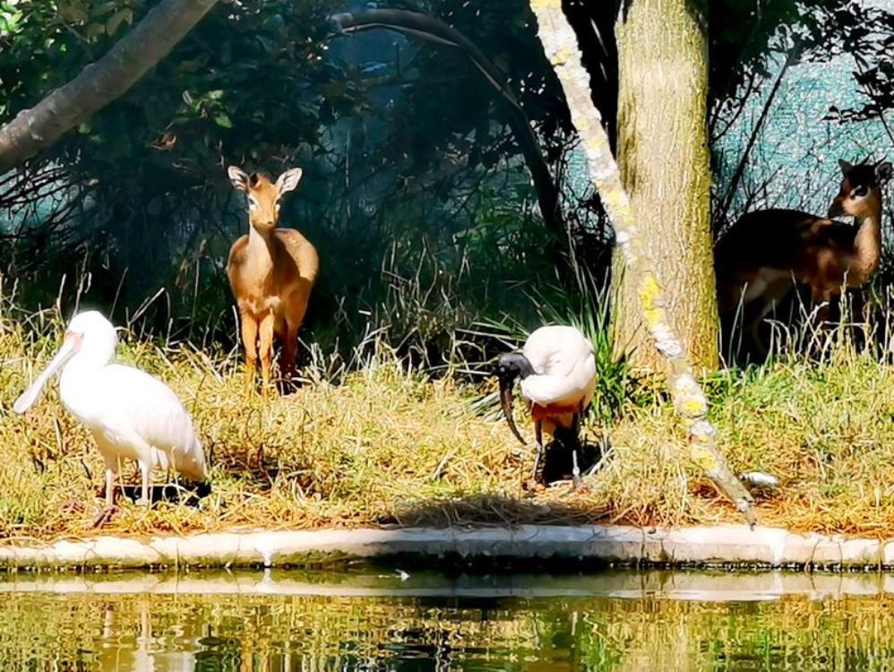 Plodna 2019. godina u Zoološkom vrtu grada Zagreba:  na svijet stiglo čak tristo sisavaca, ptica, gmazova i vodozemaca