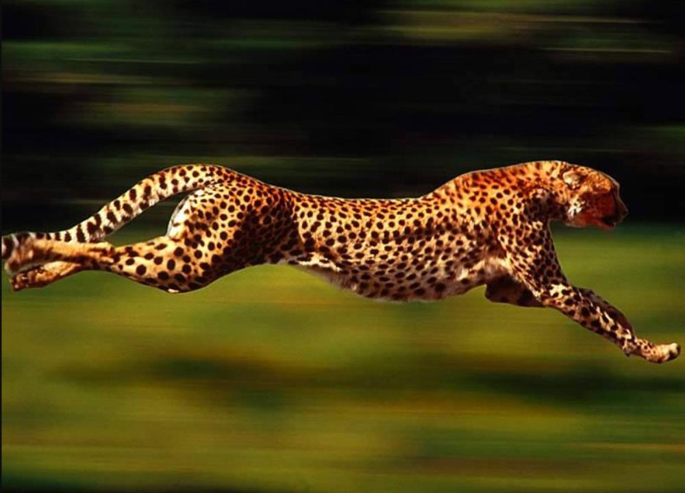 Zašto su gepardi šampioni sprinta?