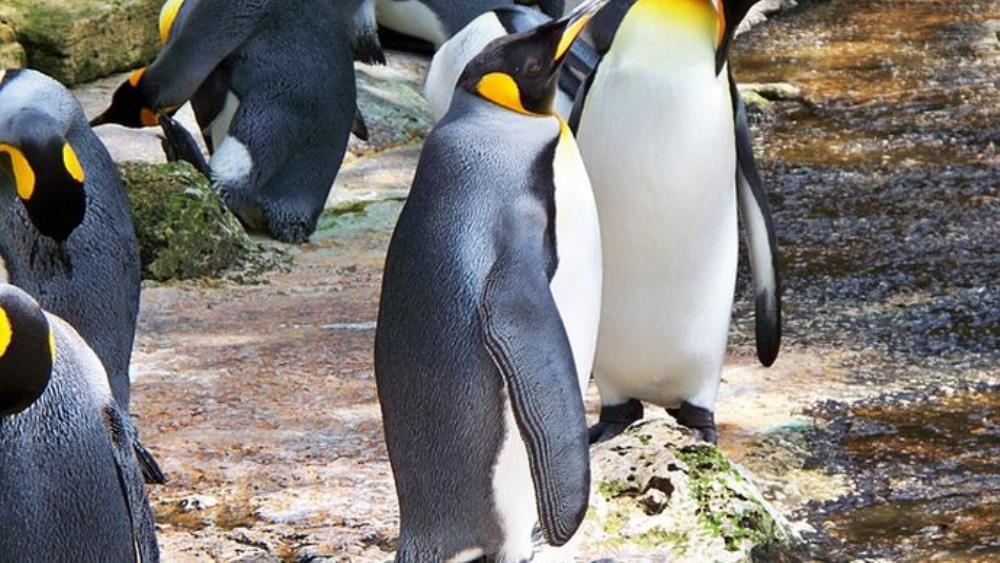 Gotovo nestala najveća kolonija kraljevskih pingvina