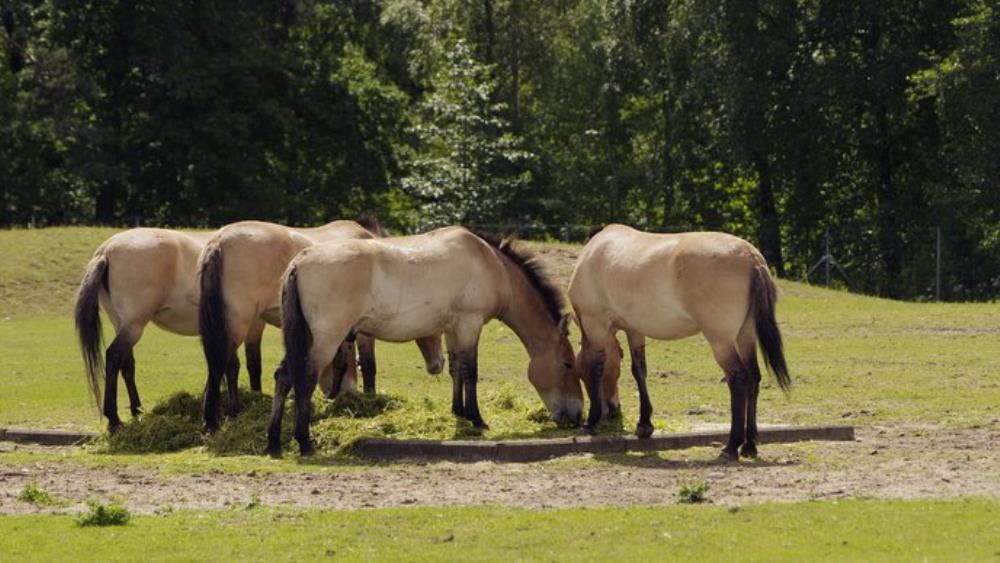 Znanstveno istraživanje pokazuje da su svi divlji konji izumrli
