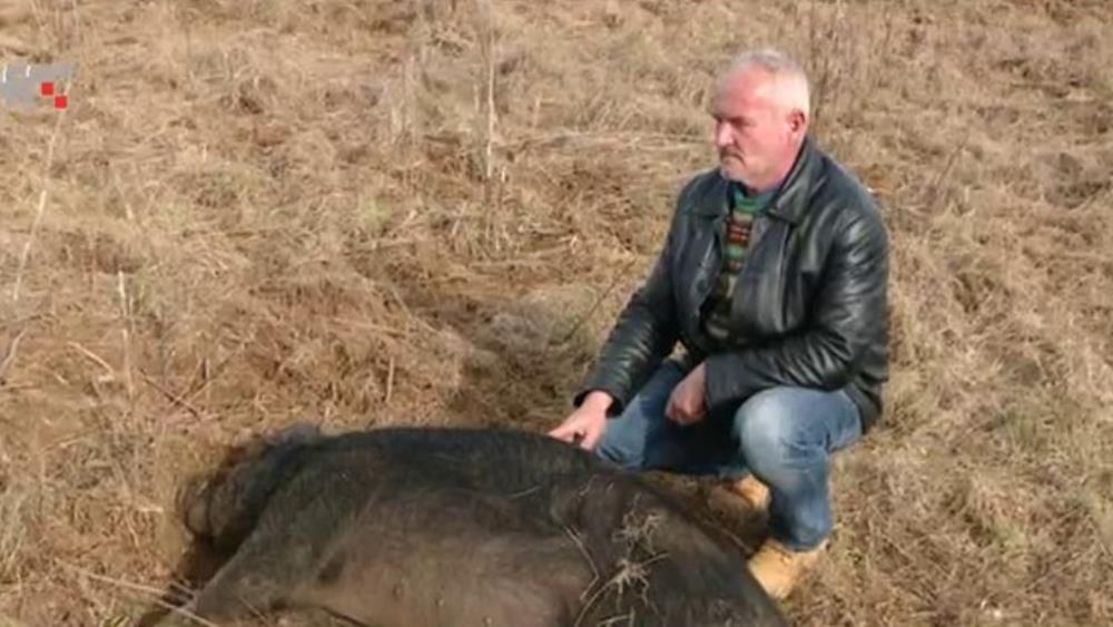 Lovci lovili divlje, a ubili domaće svinje!