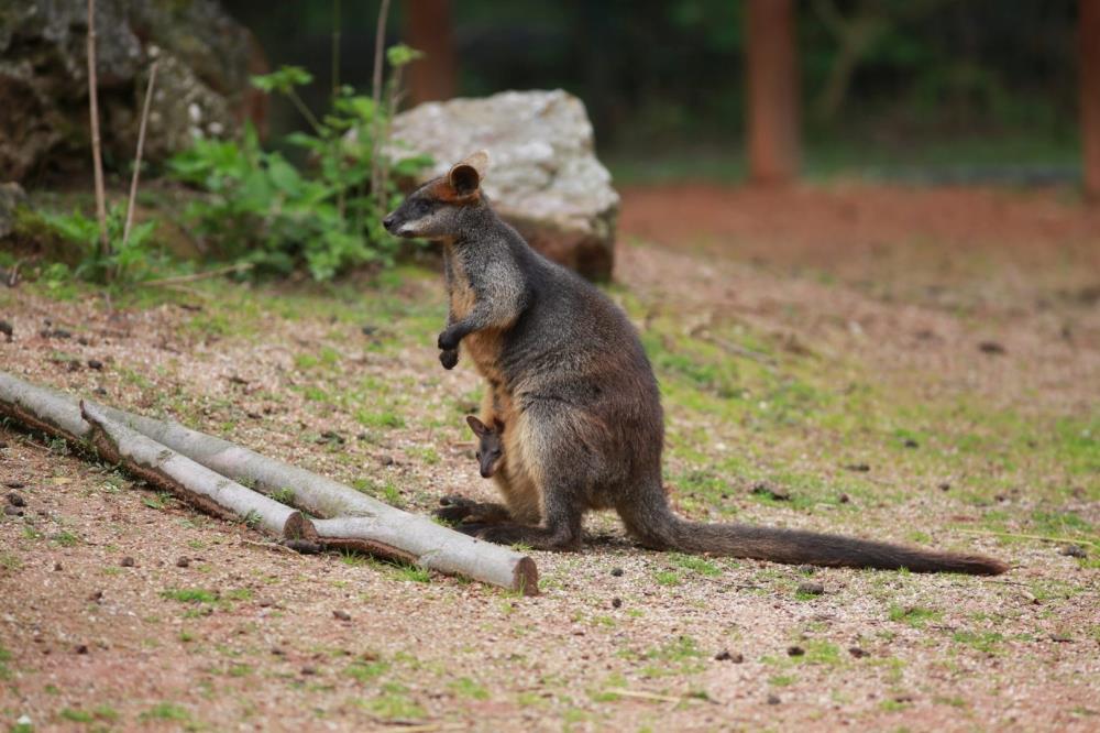 Zoološki vrt poziva na 10. Dan Australije