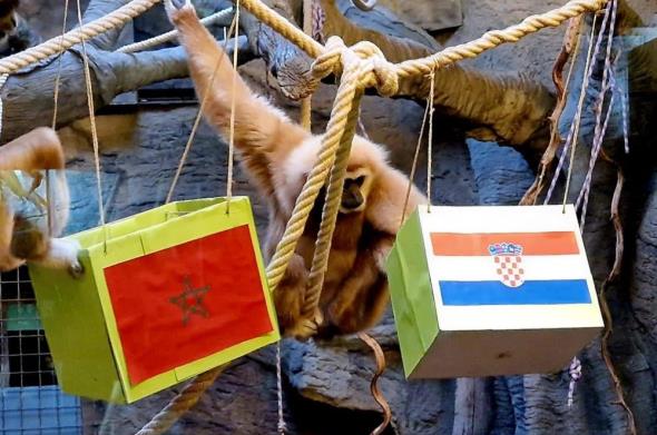 Giboni iz zagrebačkog Zoološkog vrta predvidjeli pobjedu Vatrenih
