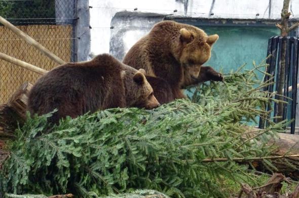 Raskićena božićna drvca životinjama poslužila za igru i uživanje u mirisu crnogorice