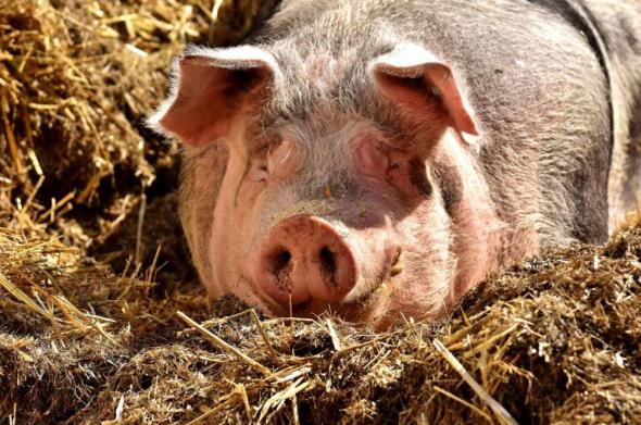 Hrvatski znanstvenici sudjelovali u "oživljavanju" mozga uginule svinje