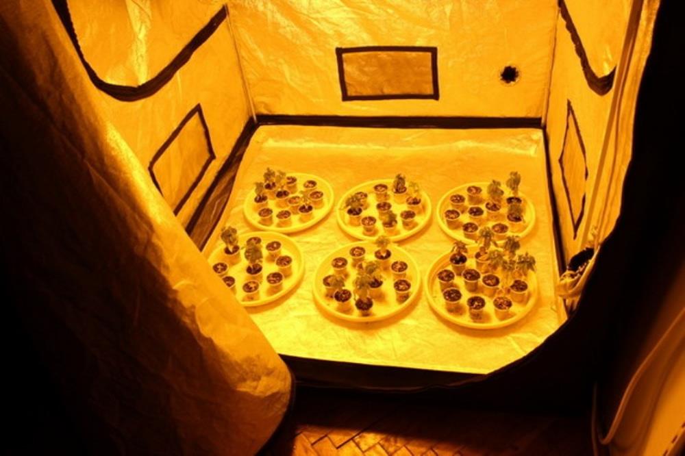 Sesvete - Eldorado za drogu: Otkrivena tri laboratorija za uzgoj marihuane
