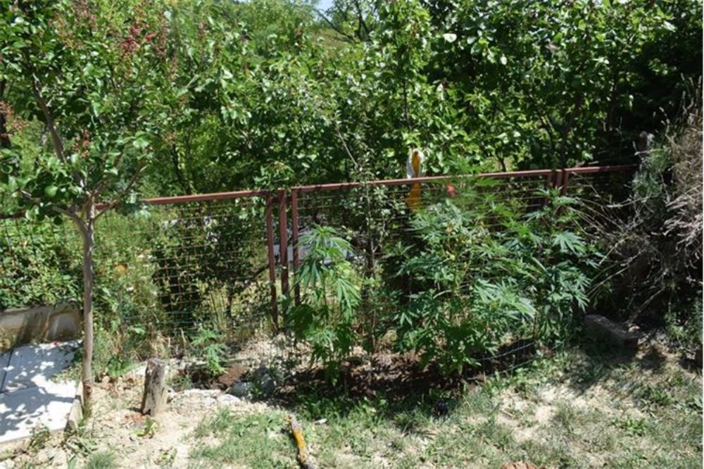 Ponovo otkrivena ilegalna poljoprivreda: U kući na području Sesveta sadio indijsku konoplju i skrivao drogu
