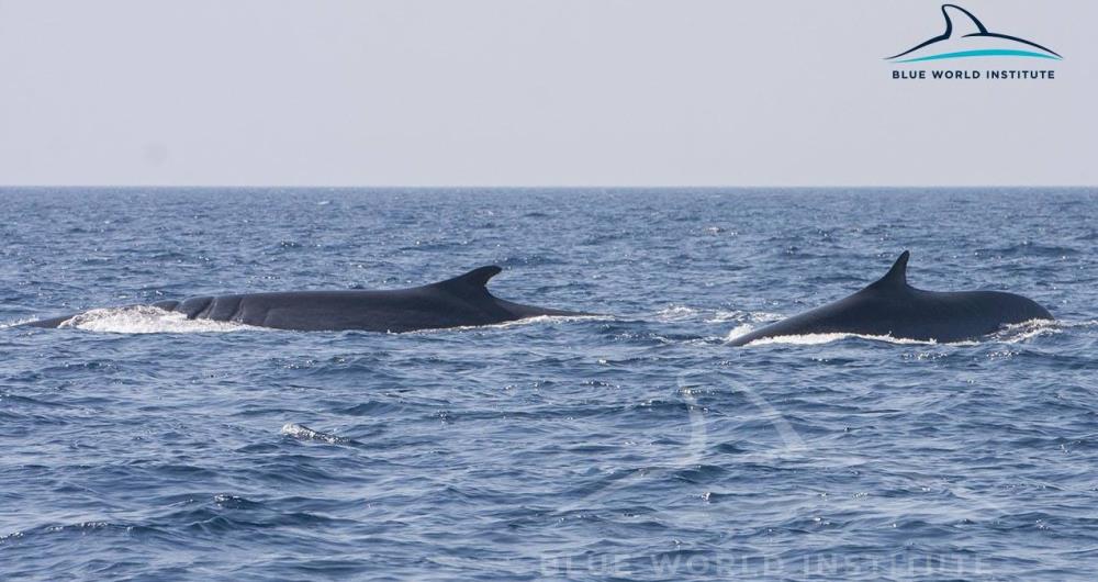 Dva velika kita opažena kod Lošinja