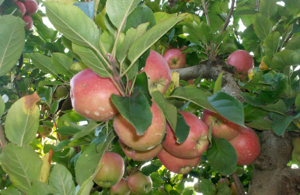 Sesvetski SDP ove subote na placu dijeli sadnice jabuka i "ruški"