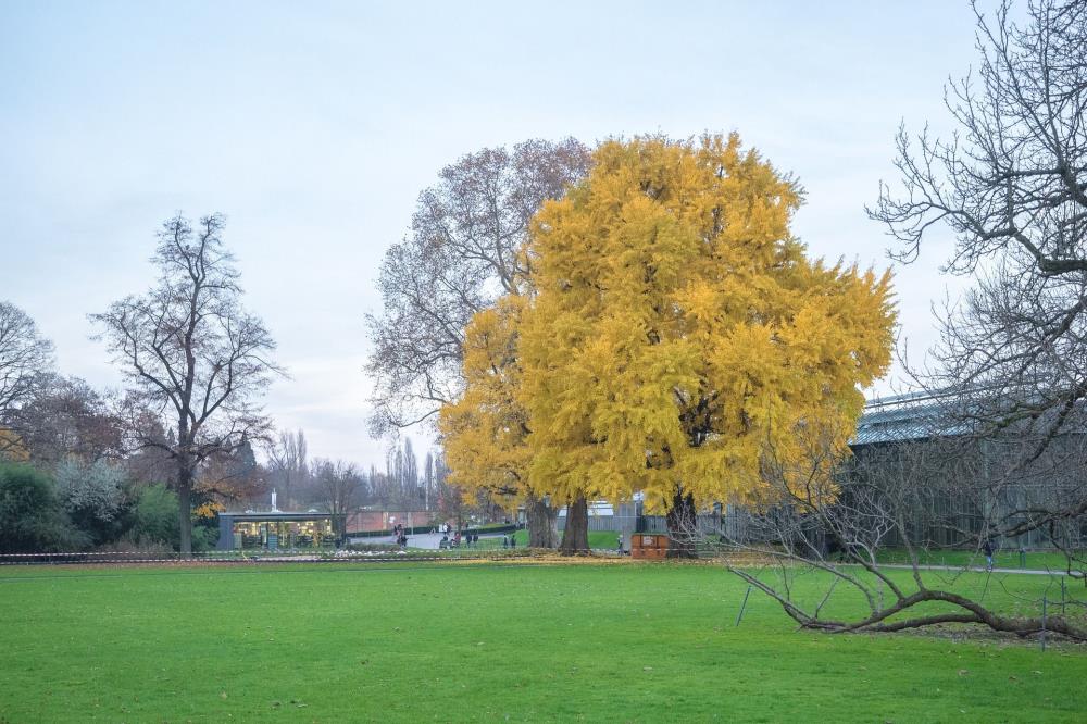 Pariz sadi 170.000 stabala za bolju klimu u gradu, može li Zagreb isto?